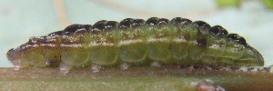 Theclinesthes miskini eucalypti - Final Larvae